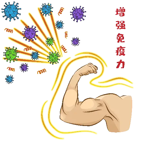益生菌能提高免疫力嗎